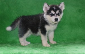 Adorable Alaskan malamute  puppies,