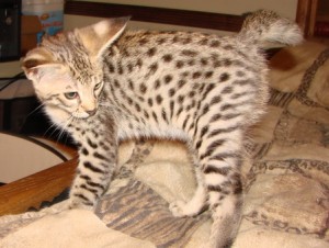 Female F2 Savannah Kitten For adoption