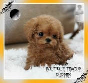 adorable rea cup puppy for sale