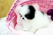 adorable tea cup puppy for sale