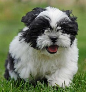 Adorable Shih Tzu puppies ready for adoption