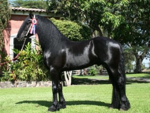 Full Charming Xmas Male And A Female Frisian Gelding Horses For Your Kids Now Ready