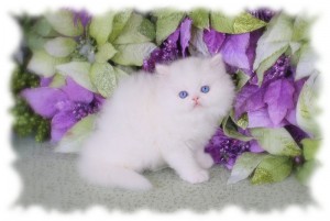 Outstanding Male and Female Persian Kittens for Adoption