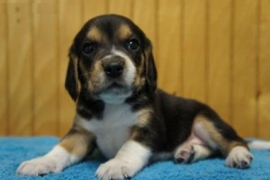 Wow!! Charming and Healthy Male and Female Beagle puppies  for free adoption