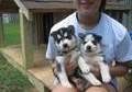 Siberian Husky puppies females and males.Blue eyes.