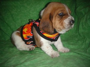 Wow!! Charming and Healthy Male and Female Basset Hound puppies for free adoption.Drop your phone number.