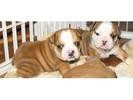 Home raised English Bulldog puppies.