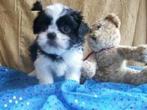 Nice and Lovely male and female shih tzu are ready