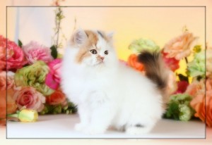 AMAZING CHRISTMAS Persian kittens FOR NEW FAMILY HOME ADOPTION