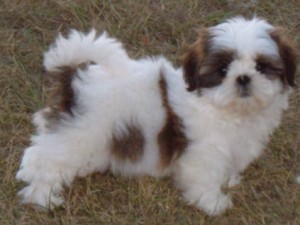 Adorable Shih Tzu puppies ready for adoption