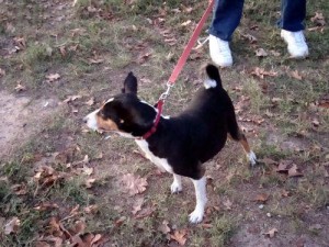 AKC Male and Female Basenji puppies for adoption(Contact with your valid phone number)