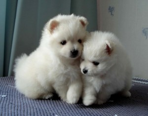 TWO Cute POM Puppies for Free Adoption