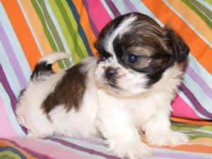 TOP quality shih tzu Puppies