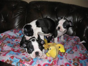 Gorgeous Purbred Boston Terrier Puppies