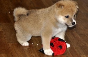 shiba Inu Puppies