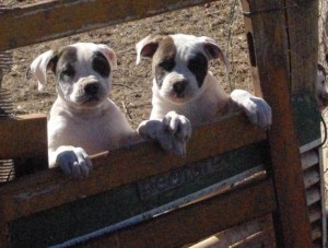 Johnson American Bulldog Pups