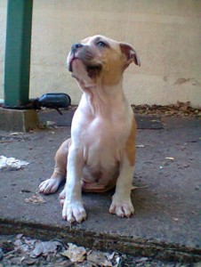 Purebred American Staffordshire Puppies