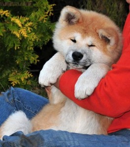 Well Socialized Japanese Akita puppies For Adoption.Contact for more details and leave your number for texting.