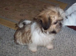 Affordable and lovely shih tzu Puppies beautiful and handsome puppies ready