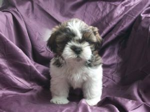 100 sure shih tzu puppies,  100 sure shih tzu puppies,