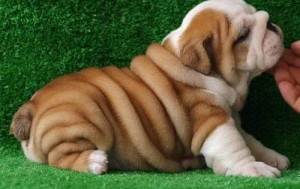 English Bulldog puppies