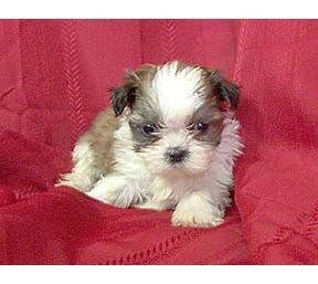 Adorable Shih Tzu puppies to change your home's environment.