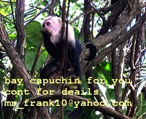   baby capuchin for sale 