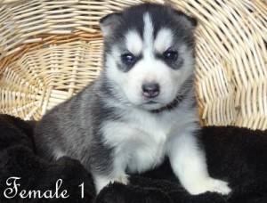 Beautiful black and white female siberian husky FOR ADOPTION