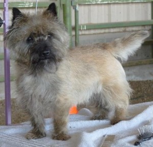 Extra Charming! BabyDoll! Cairn Terrier  Puppies For Adoption/Available.