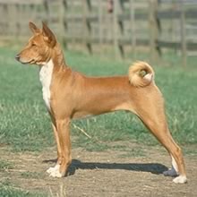 Cute and available Basenji puppies for rehoming