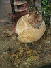 PAIR OF MALE PARTRIDGE BIRIDS FOR ADOPTION