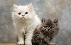 White and black persian kittens available for kids these christmas