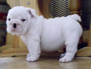 These gorgeous Bulldog puppies are family raised and well socialized!