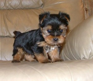 Yorkshire terrier puppies available