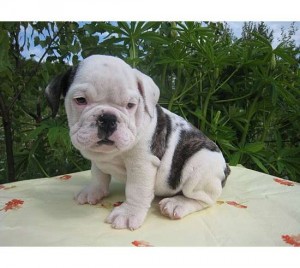 Health Male and female bull dog Puppies Blue Eyes Expected