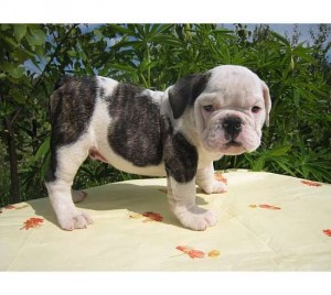 male and femal English Bulldog Puppies youcan contact for more informatoin and pictue