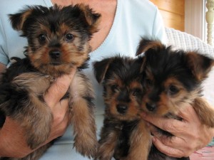 Pure breed Yorkie puppies for sale