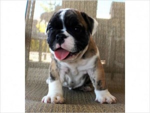 Healthy Wrinkled, Mini English Bulldog Puppies For Sale