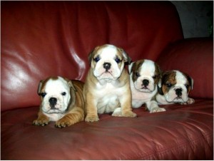 English Bulldog puppies available These puppies have excellent temperaments and great conformation.