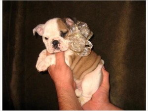 English Bulldog Puppies!