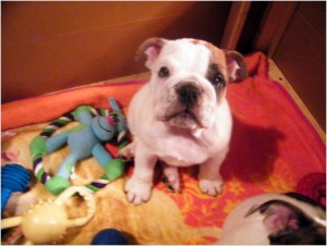 English bull dog puppies with great personalities