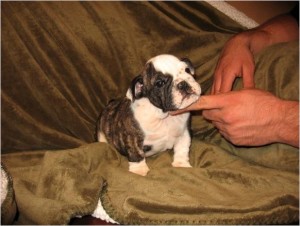 Adorable AKC English Bulldog Puppies