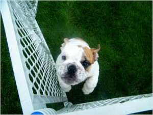 AKC ENGLISH BULLDOG PUPPY