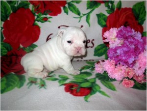 English Bulldog Puppies Ready To Go