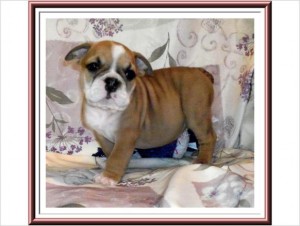 Adorable English Bulldog puppies from Champion Lines.