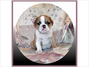 Super Gorgeous AKC English Bulldog Puppies For Sale in TEXAS! SHIPPING !!!