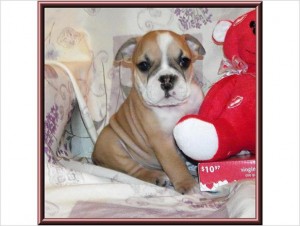 Sunshine AKC English Bulldog