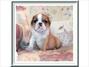 English Bulldog Puppies for adoption now(male and female)