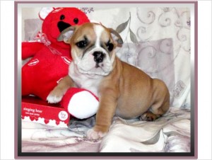 Adorable Female English Bulldog Puppy available now for adoption