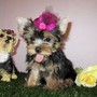 Nice Charming Teacup Yorkie puppies ready for X-MASS